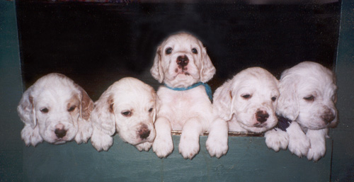 williexvelvetcrewsmall