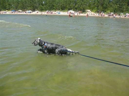 Click for large image