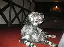 Click for large image