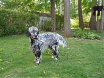 Click for large image