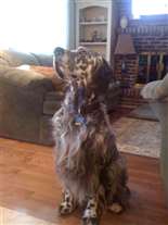 Click for large image