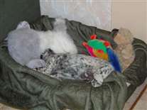 Click for large image