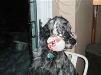 Click for large image