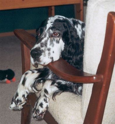 Click for large image