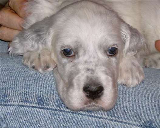 Click for large image