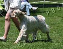 Click for large image