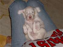 Click for large image