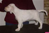 Click for large image