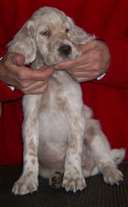 Click for large image