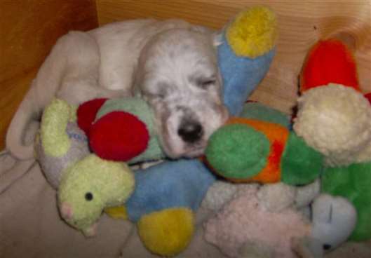 Click for large image