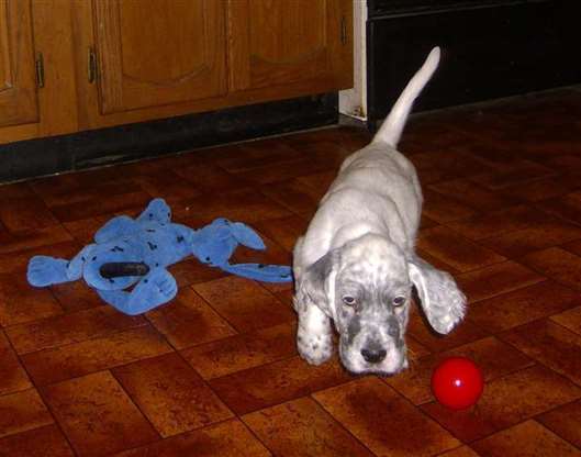 Click for large image