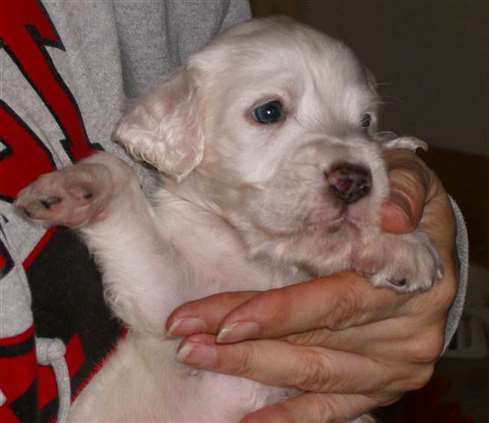 Click for large image