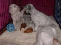 Click for large image