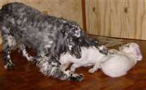 Click for large image