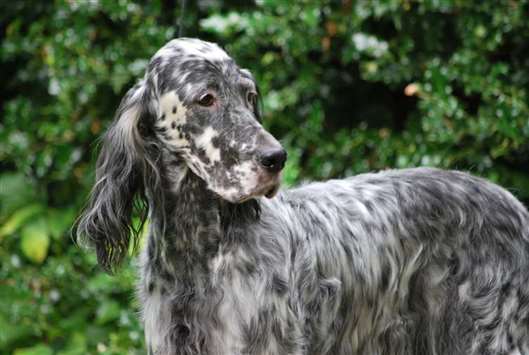 Click for large image