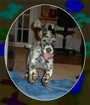 Click for large image