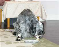 Click for large image