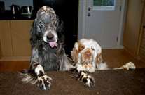 Click for large image