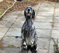 Click for large image