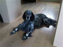 Click for large image