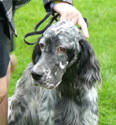 Click for large image