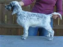 Click for large image