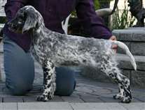 Click for large image