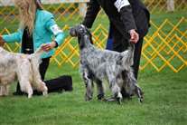 Click for large image