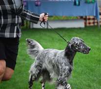 Click for large image