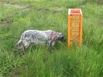 Click for large image