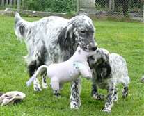 Click for large image