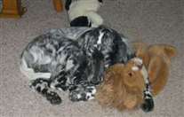 Click for large image