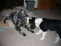 Click for large image