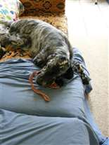 Click for large image