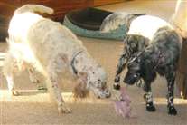 Click for large image