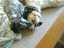 Click for large image