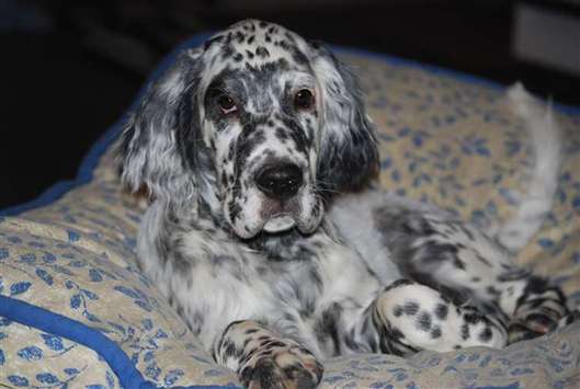 Click for large image