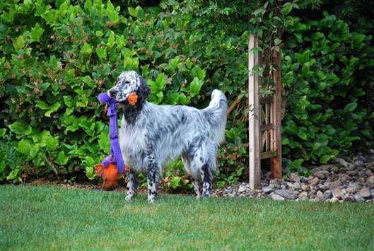 Click for large image