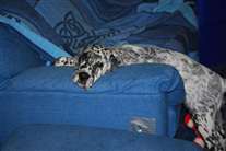 Click for large image