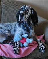 Click for large image