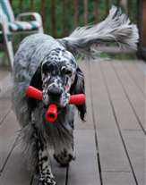 Click for large image