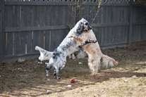 Click for large image