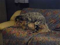 Click for large image