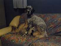 Click for large image