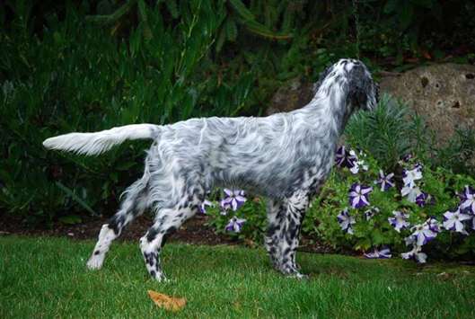 Click for large image