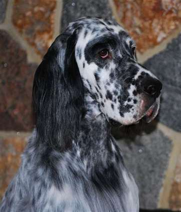 Click for large image