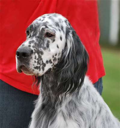 Click for large image