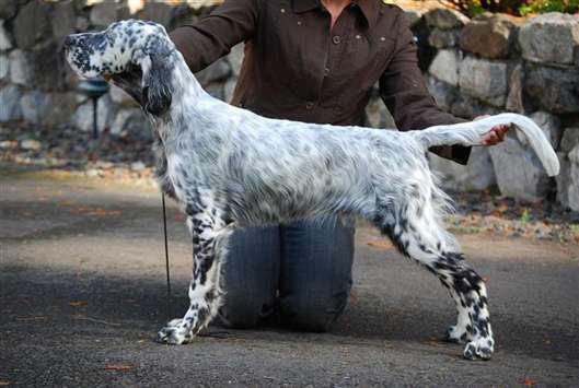 Click for large image