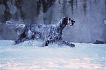 Click for large image