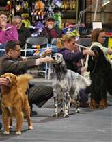 Click for large image